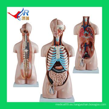 2014 modelo unisex superventas 85CM del torso (20parts), modelos médicos para la venta